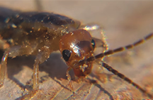 Bilde av en to-tailed (earwig)