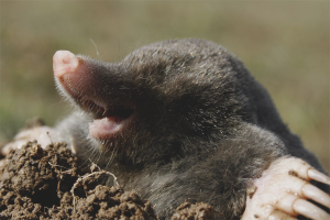 Mole photo