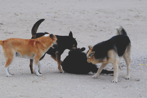 Jak se zbavit toulavých psů