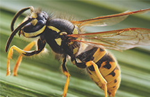 How to get rid of wasps