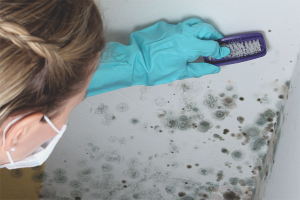 How to get rid of fungus on the walls in an apartment