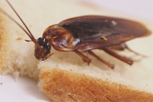 Comment se débarrasser des cafards