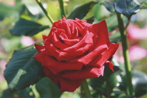 How to grow a rose from a cut flower