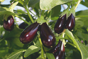 Hvordan dyrke aubergine frøplanter