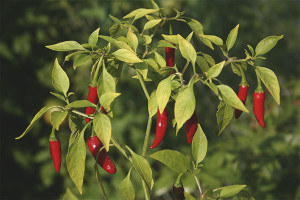 Com cultiu planters de pebre