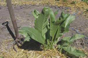 Come ottenere rafano dal giardino