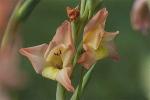 Quando scavare e come conservare i gladioli