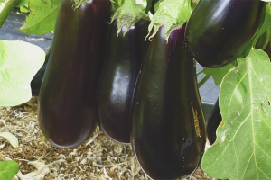 Comment faire pousser des aubergines dans une serre