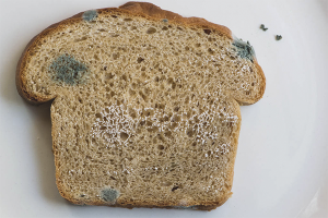 How to grow mold on bread