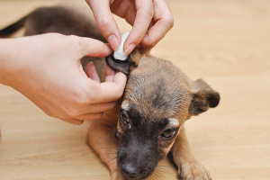 How to get a tick out of a dog