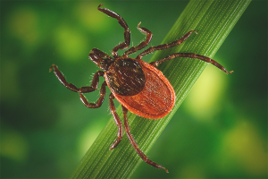 How to get rid of a spider mite