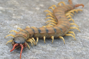 How to get rid of scolopendra