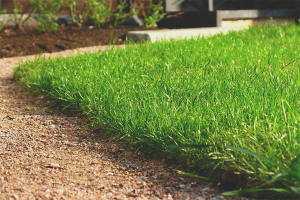 Slik planter du gressplen