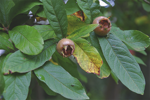 Medlar alemany