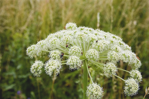 Hogweed'den nasıl kurtulurum