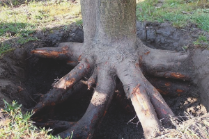 Come sbarazzarsi delle radici degli alberi