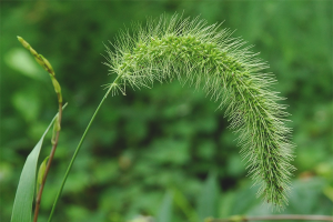 Come sbarazzarsi di erba di grano