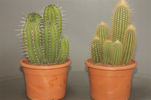 Com cuidar un cactus