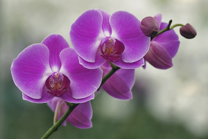 How to care for an orchid