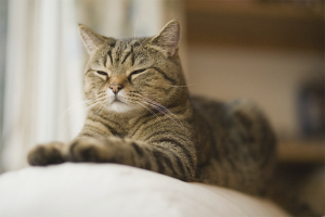 Comment sevrer un chat pour marquer un territoire dans un appartement