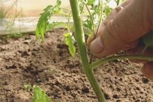 How to pinch tomatoes