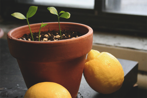 How to grow a lemon