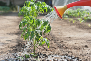 How often to water tomato seedlings