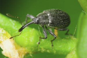 How to get rid of weevils on strawberries