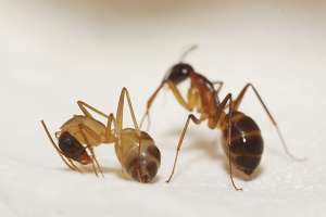 How to get rid of red ants in an apartment