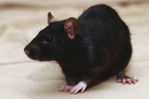 Comment attraper une souris dans un appartement