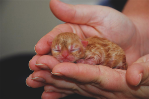 Comment donner naissance à un chat