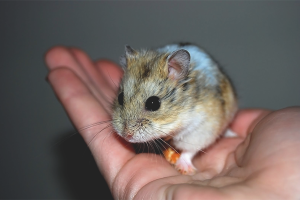 Bir hamster nasıl evcilleştirilir