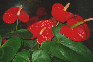 Jak se starat o anthurium