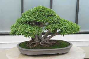 How to grow a bonsai