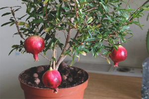 Jak pěstovat granátové jablko ze semen