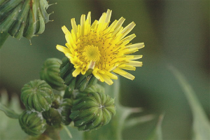 Come rimuovere il cardo selvatico dal giardino