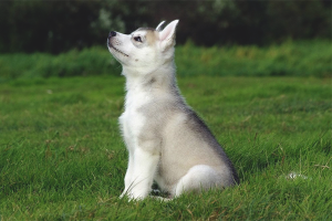 How to train husky dogs