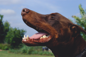 Jak se zbavit psího špatného dechu