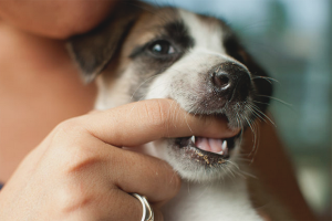 How to wean a dog to bite