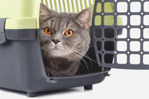 Comment transporter un chat