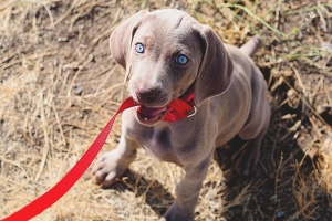 How to train a puppy to a leash and a collar