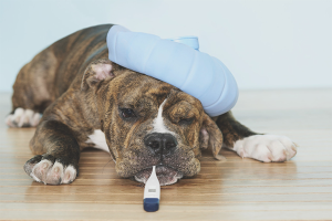 How to bring down a dog’s temperature