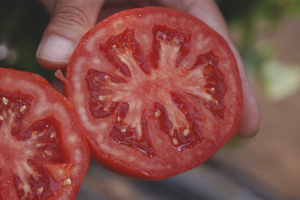 How to collect tomato seeds