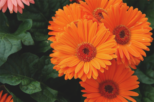 How to care for a gerbera