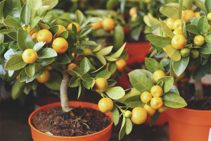 How to care for a tangerine tree