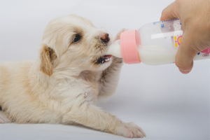 How to feed newborn puppies