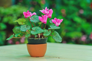 How to grow cyclamen from seeds