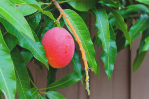 Jak pěstovat mango ze semen