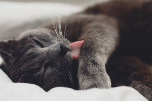 Comment enlever la laine de l'estomac d'un chat à la maison