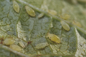 How to deal with aphids on currants